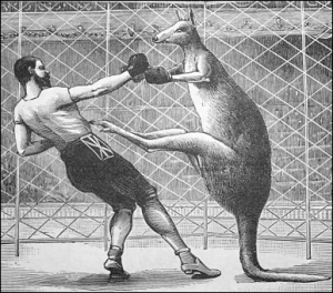 Old clip of a man boxing a kangaroo