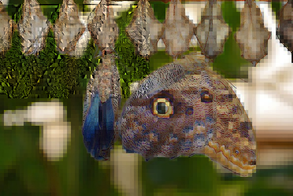 Photo of two butterflies emerging from a line of cocoons