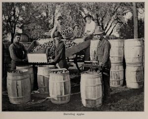 Old black-and-white photo of men loading an apple harvest into barrels